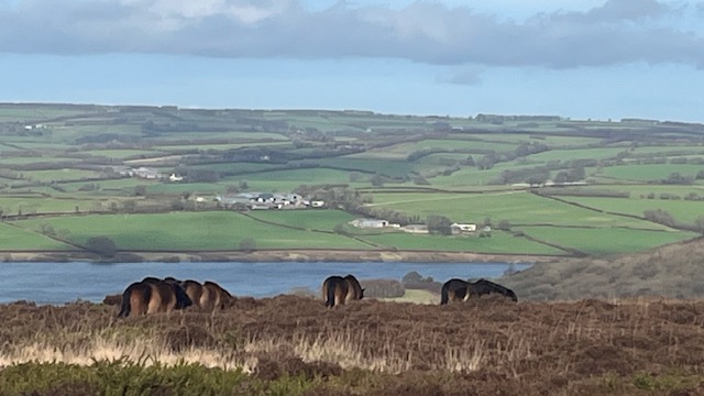 Exmoor pony herd grazing on moorland